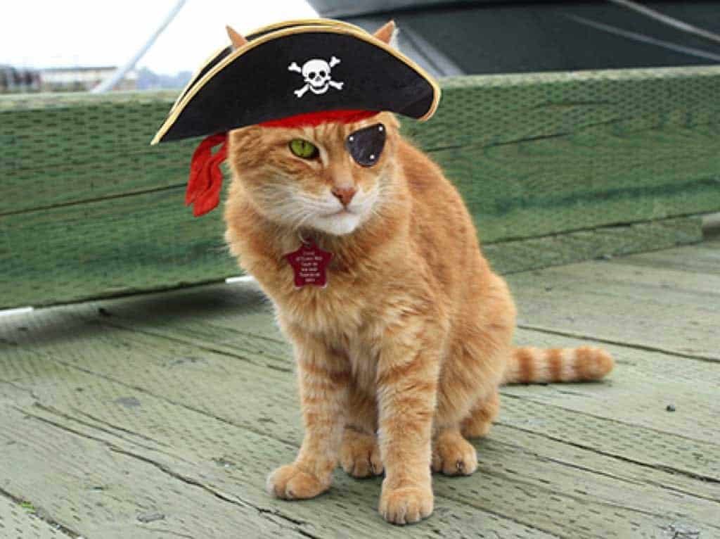 Pirate Pets: The Truth About Cats on Ships