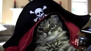 pirate pets the truth about cats on ships